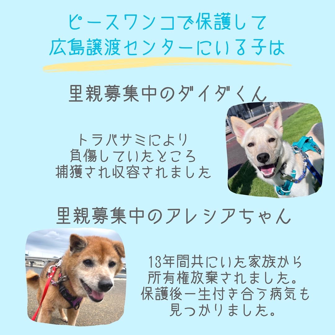 ピースワンコ ジャパン広島譲渡センター Pwj Hiroshima Twitter