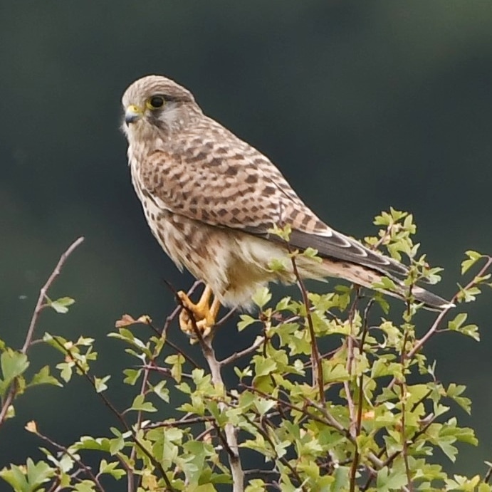 nxdroid's tweet photo. Kestrel at Rutland Water Nature Reserve Monday #birdwatching #birds #birding #wildlife #lrwt #NaturePhotography #naturelovers #NatureBeauty #ukbirds #rutlandwater https://t.co/xO4MpeI79K