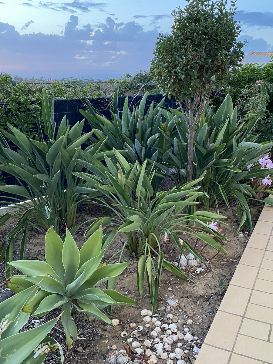 Currently enjoying the delights of Portugal and our villa has a beautiful little garden full of lovely and unusual succulents which are inspiring changes to more drought-resistant plants in my English garden. More research required as to how they will survive an English winter