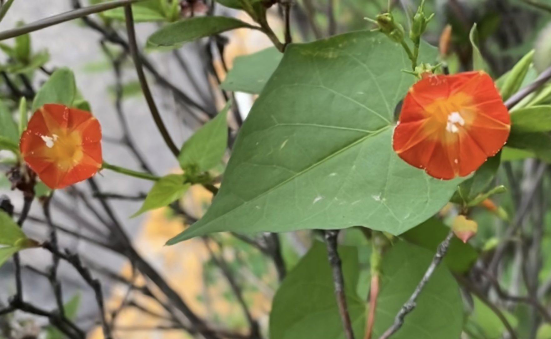 丸葉縷紅草 Twitter Search Twitter