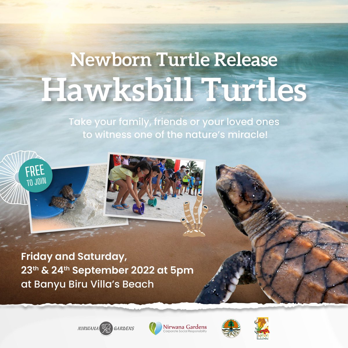 nirwanabintan's tweet photo. Newborn Hawksbill turtles for batch #4 are scheduled to be released this Friday and Saturday 23 &amp; 24 Sep at Banyu Biru Beach. Purchase the release package and join us this weekend! #YOLO  #nirwanagardens #bintan #bintanresorts #indonesia #turtlerelease #turtleshatchery #getaway https://t.co/Xt4zkBbPvB