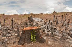 #EnviromentUg  #ClimateChangeUg
Deforestation is one of the leading causes of climate change. We can change this by planting more trees for us to have a better environment to live in. It starts with us.
@nemaug @MoICT_Ug @azawedde @KabbyangaB @MosesWatasa