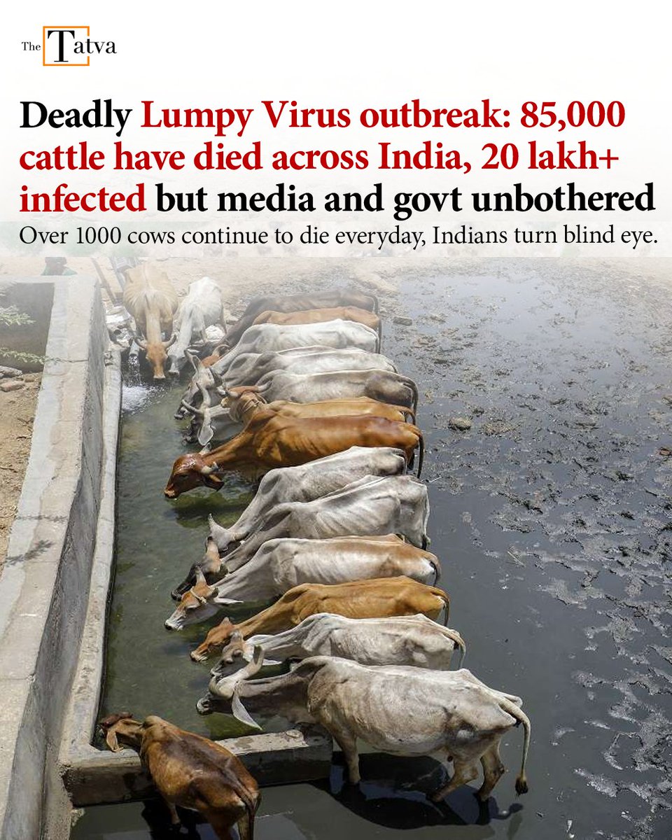DeepakK25359634's tweet photo. Several states of India, especially Rajasthan, are facing a major outbreak of lumpy skin disease among cattle which has put authorities all over the country on high alert.

20 lakh+ infected, 85,000+ died &amp; 1000+ deaths reported every day. #SaveCows ! 🙏 https://t.co/y6VTwvIMWz