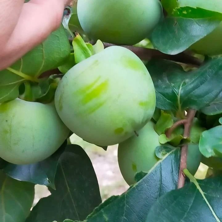 HidayetTufan1's tweet photo. 📍BOZTAHTA KÖYÜNDEN,
Sosyolog Şahin ÜNÜVAR Kardeşimle,Emekli Polis Talat CAN Abimizin Hurma Bahçesini ziyaret ettik.✍️
👉Hastalık, zararlı ve gübreleme konusunda tavsiyelerde bulundum. #AkdenizMeyveSineği mücadelesi hakkında bilgilendirdim.

Tarımda başarının anahtarı #HTAGRO https://t.co/Acn03mPS5R