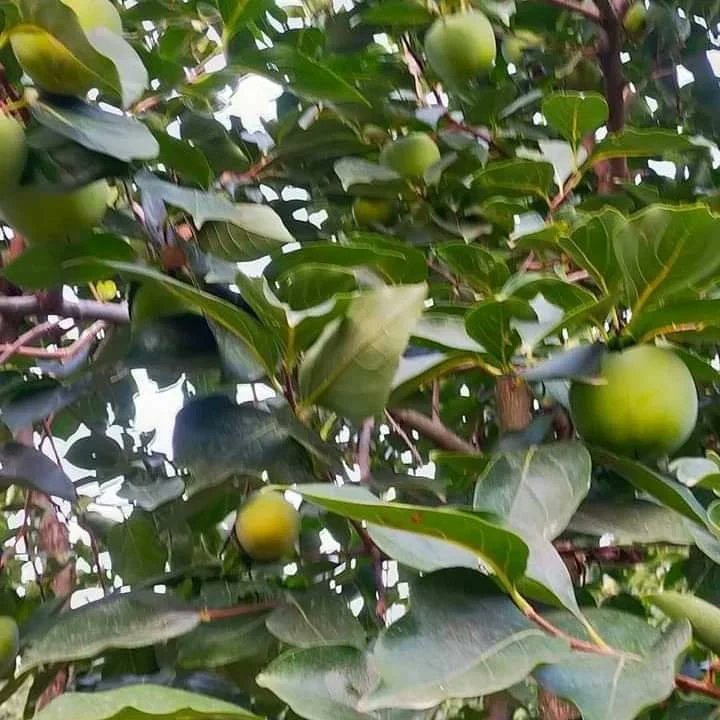 HidayetTufan1's tweet photo. 📍BOZTAHTA KÖYÜNDEN,
Sosyolog Şahin ÜNÜVAR Kardeşimle,Emekli Polis Talat CAN Abimizin Hurma Bahçesini ziyaret ettik.✍️
👉Hastalık, zararlı ve gübreleme konusunda tavsiyelerde bulundum. #AkdenizMeyveSineği mücadelesi hakkında bilgilendirdim.

Tarımda başarının anahtarı #HTAGRO https://t.co/Acn03mPS5R