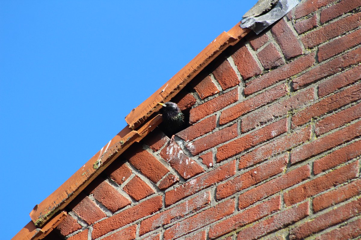 Op 5 en 6 oktober zijn wij weer aanwezig op de #VakbeursOpenbareRuimte! Wil je weten hoe je het best om kan gaan met o.a. #broedvogels, inheemse planten of #natuurinclusiefbouwen? Kom vooral langs bij onze stand 2.1.15. We zien je graag!