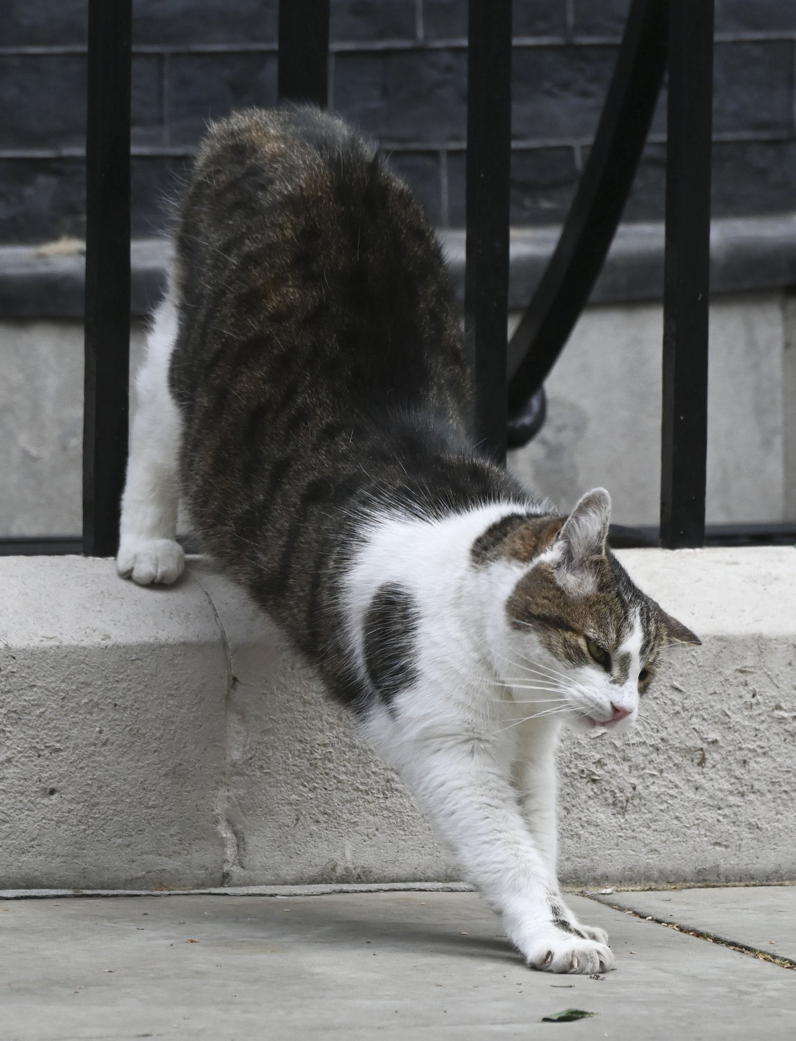 Larry the Cat on X