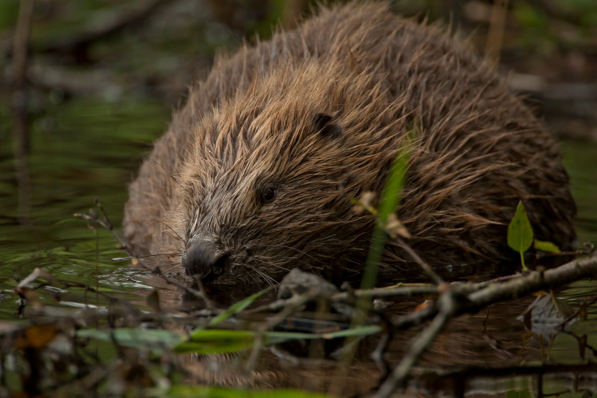 Scotland’s Beaver Strategy has been published, setting out a route map for the species in the coming decades. Involving more than 50 organisations it represents one of the most ambitious approaches to conserving &amp; managing a species carried out in Britain: ow.ly/SZC350KO6CC