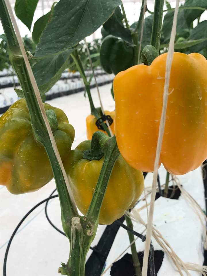 EricRukebesha's tweet photo. We no longer need to be dirty at the farm.
Advanced technology today enable farmers to produce high at less land with good quality. https://t.co/V7OQ51QYky