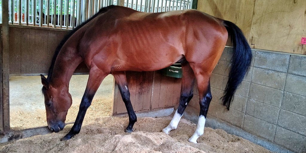 ポルトドートウィユでテンパって写真を撮り損ねたけど
シゲルニンジンさんも居た気がするんだ… 