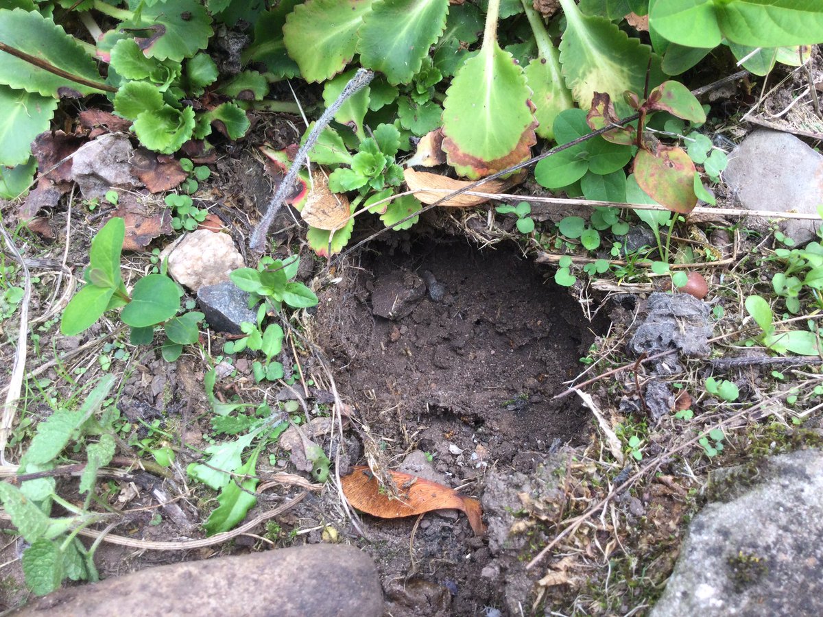 WarstonesYear5's tweet photo. Yesterday we went on a minibeast hunt around the school grounds. The children were not only excellent hunters but they were fearless in discovering the many critters we have hiding in their natural habitats! 🐛🌿🪱🐞🪵🕷#Science #Geography #YearFive #BeastCreator @WarstonesP https://t.co/DP1r77rpJZ