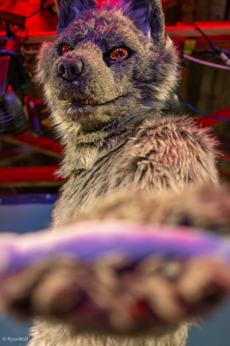 RyuxWolf's tweet photo. Finished my pictures from this year’s #Furgether

Had the fun of my life there! 

Have fun watching them! :)

https://t.co/OmbuWfZRFL https://t.co/hIvfqEU4BC