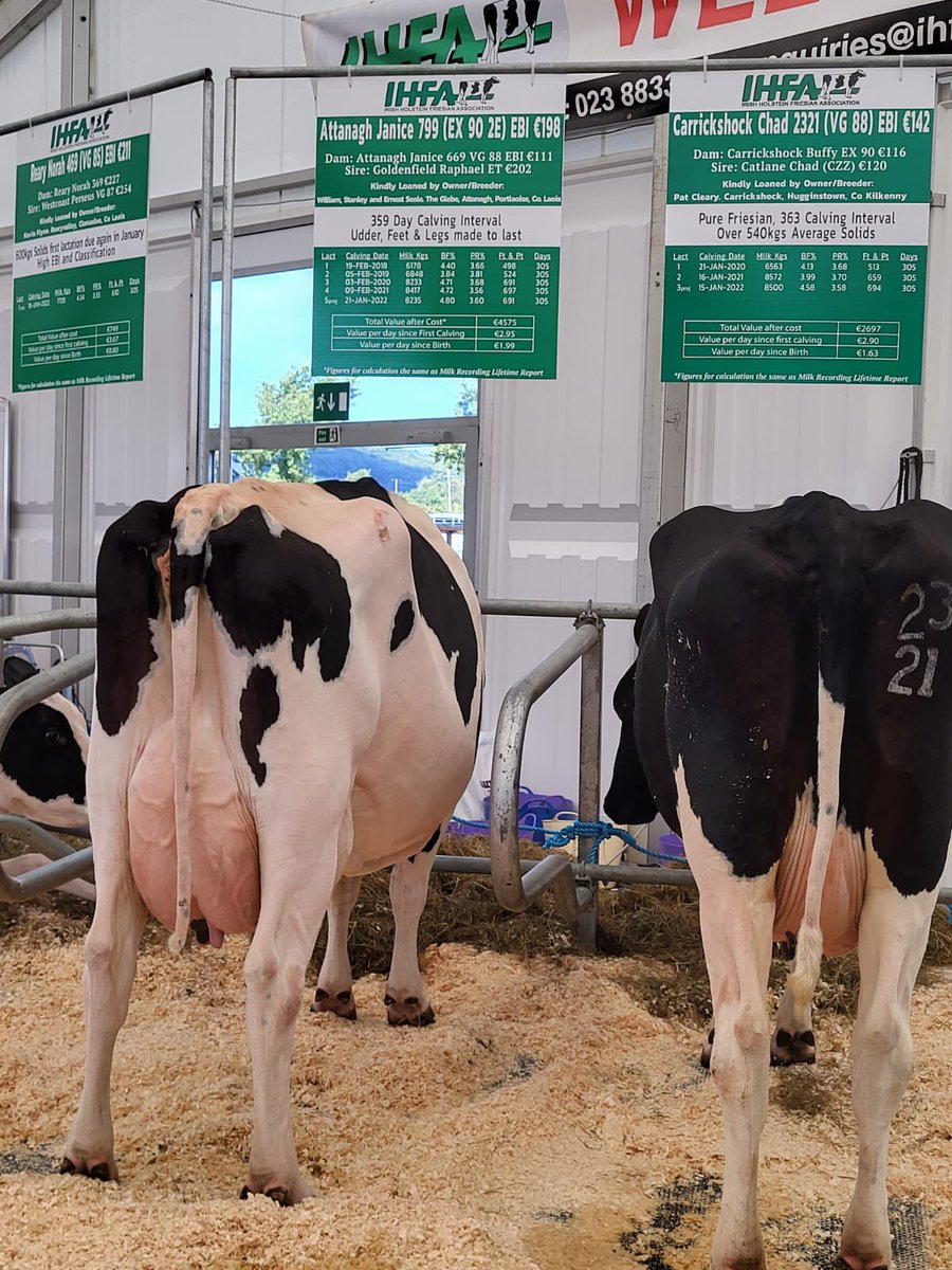 Look at these two beauties 🐄 🐄 It’s great to see two of our customers showcasing fabulous dairy stock <a href="/NPAIE/">National Ploughing</a> 

#Attanagh Janice #Carrickshock Chad