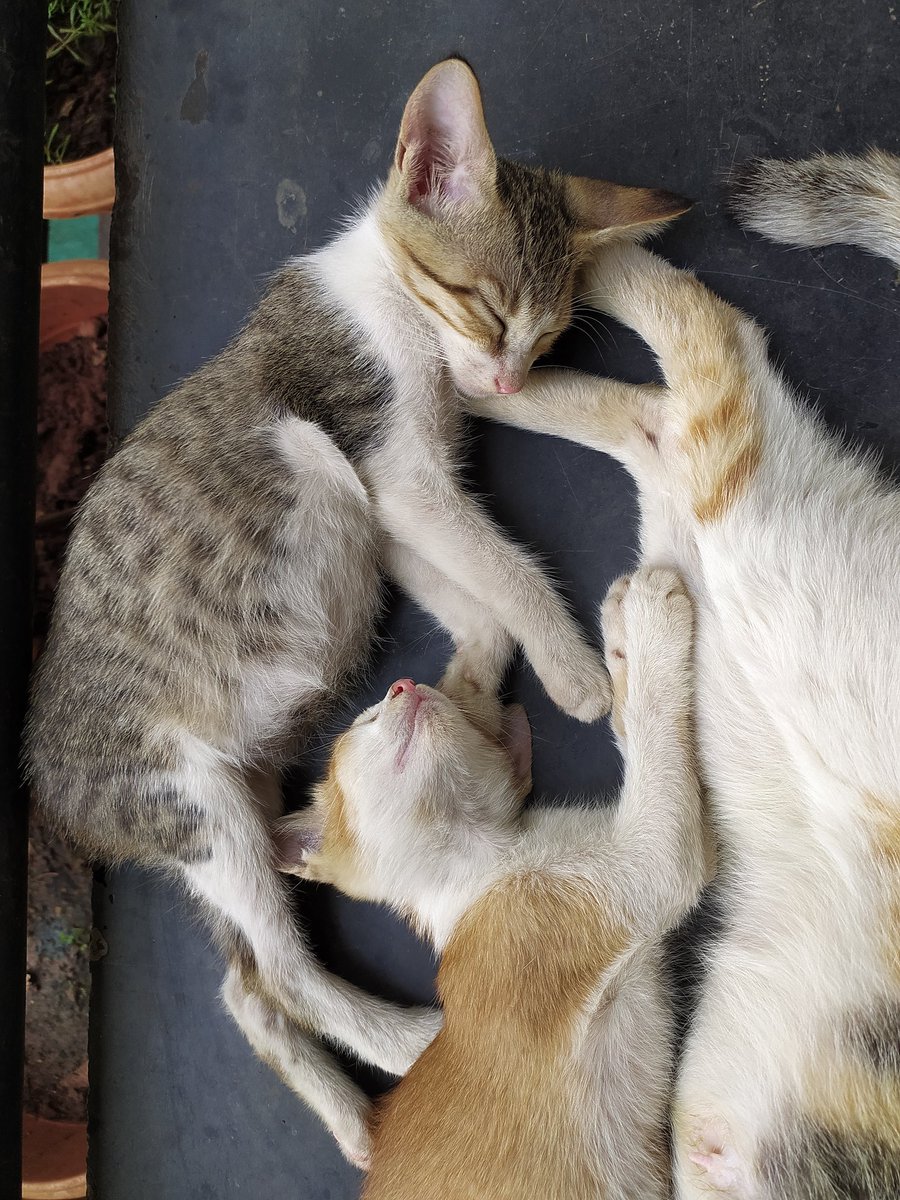 pussyslayerBENd's tweet photo. @DontShowYourCat https://t.co/h9SJrAIQt4