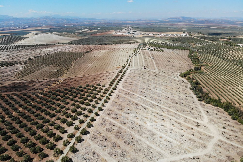blogsostenible's tweet photo. 🫒Luego nos quejaremos de que el aceite está caro...
🫒Foto de Cartaojal (Málaga), donde han arrancado cientos de olivos para poner paneles solares
🫒En Jerez (Cádiz) están arrancando viñas
🫒Cambian 2 años de empleo, por empleo permanente en los cultivos
https://t.co/unM4WcRqx7 https://t.co/n5Knfko2KZ