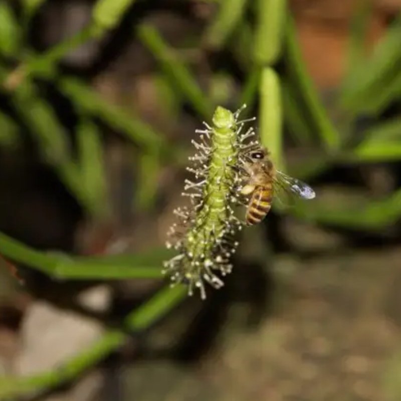 Thinking about all the gymnosperms &amp; monocots that bees visit incl grasses &amp; sedges. If it weren't for @ManuSaunders paper at the time or Michener's entry on Salix I would never have guessed my own bee pollen DNA matches to such plants to be true! Img credits in captions #science
