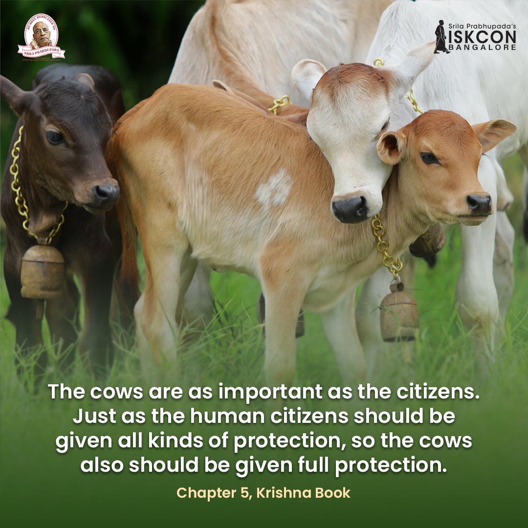 ISKCONBangalore's tweet photo. #iskconbangalore #savecows #protectcows #goseva #GauMataBachao #SaveCowSaveIndia https://t.co/8StvKDbvmQ