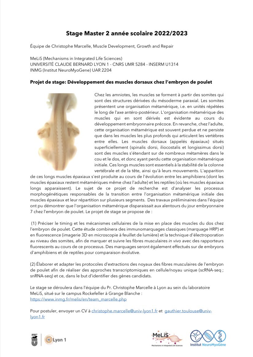 Gauthier Toulouse (@gauthier_tls) on Twitter photo If you are looking for a M2 internship and you want to study muscle development using chick embryo (and maybe others amniotes) send us an e-mail ! 🐣🦎🐸
<a href="/MarcelleLab6/">Marcelle Lab</a> <a href="/melis_lyon/">MeLiS_lyon</a> #myotwitter If you are looking for a M2 internship and you want to study muscle development using chick embryo (and maybe others amniotes) send us an e-mail ! 🐣🦎🐸
<a href="/MarcelleLab6/">Marcelle Lab</a> <a href="/melis_lyon/">MeLiS_lyon</a> #myotwitter