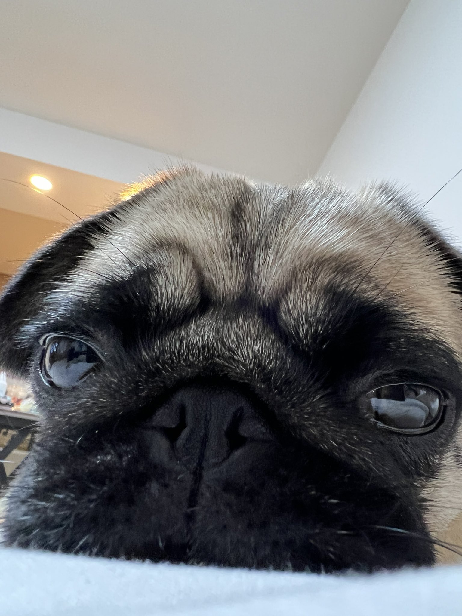 パグのグーちゃん Pug Gu Twitter