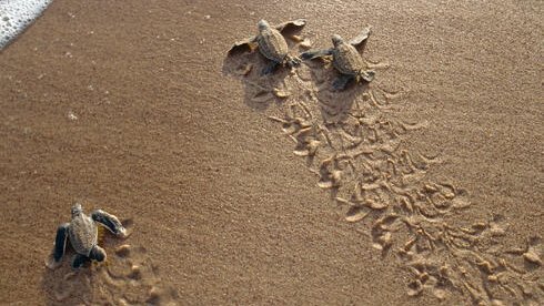 DonGato08755169's tweet image. 🐢🐢🐢