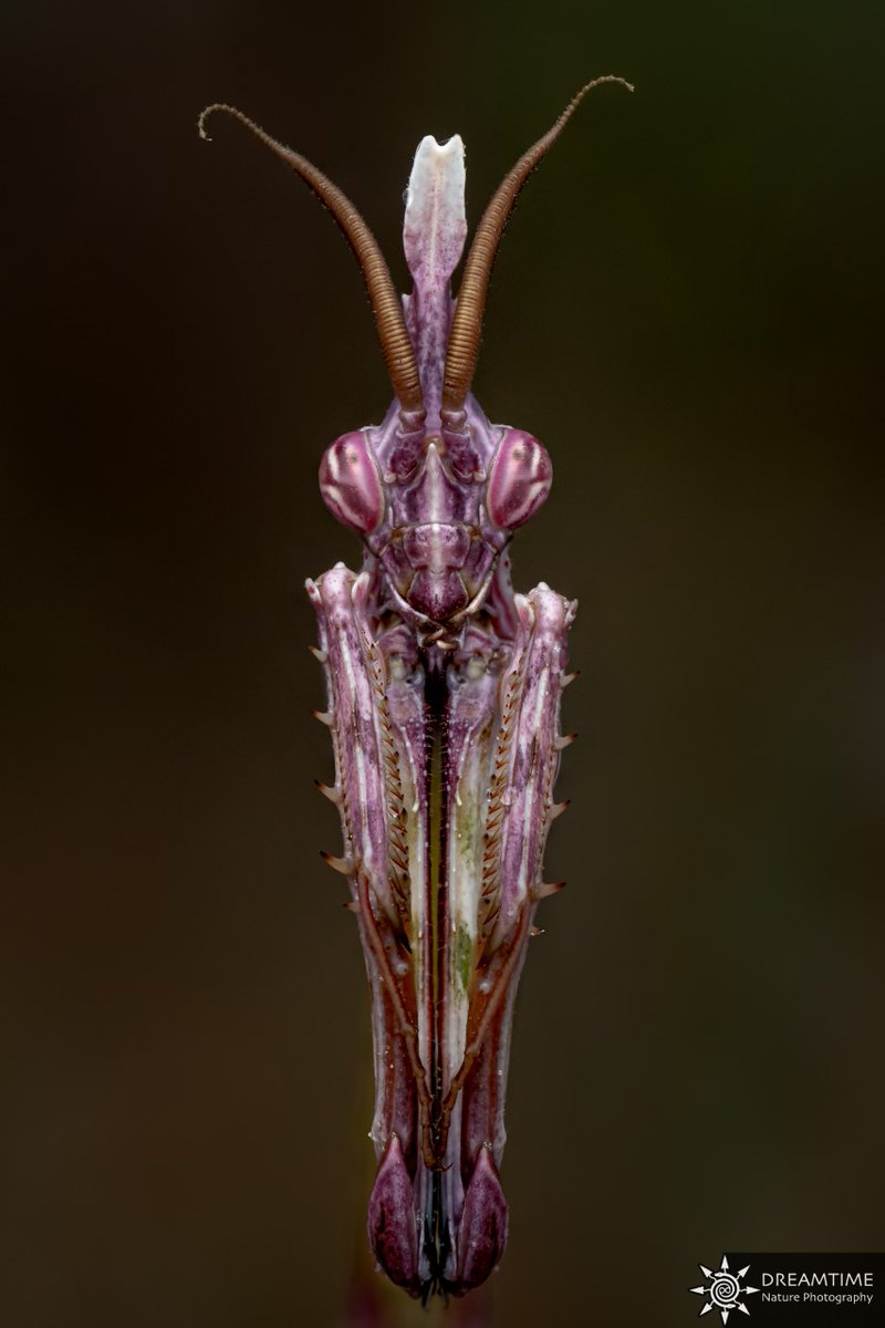 Opie_insectes's tweet photo. Empuse pennée (Empusa pennata) - © Julien Rouard | La connaissance passe par l'émerveillement ✨

📸 Vous souhaitez partager vos photos ? Envoyez-nous vos photos (d'insectes métropolitains identifiés) avec votre nom à communication@insectes.org

#Mantodea #mante #empuse #insecte https://t.co/XEJOjRrqk8
