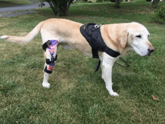 .@TSA works with @PawsOfHonorK9s, which provides veterinary care for retired TSA explosives detection K9s in need. So far 20 TSA retired TSA dogs have received $61K in special vet care ranging from providing a leg brace to removal of a cancerous eye. tsa.gov/about/employee…