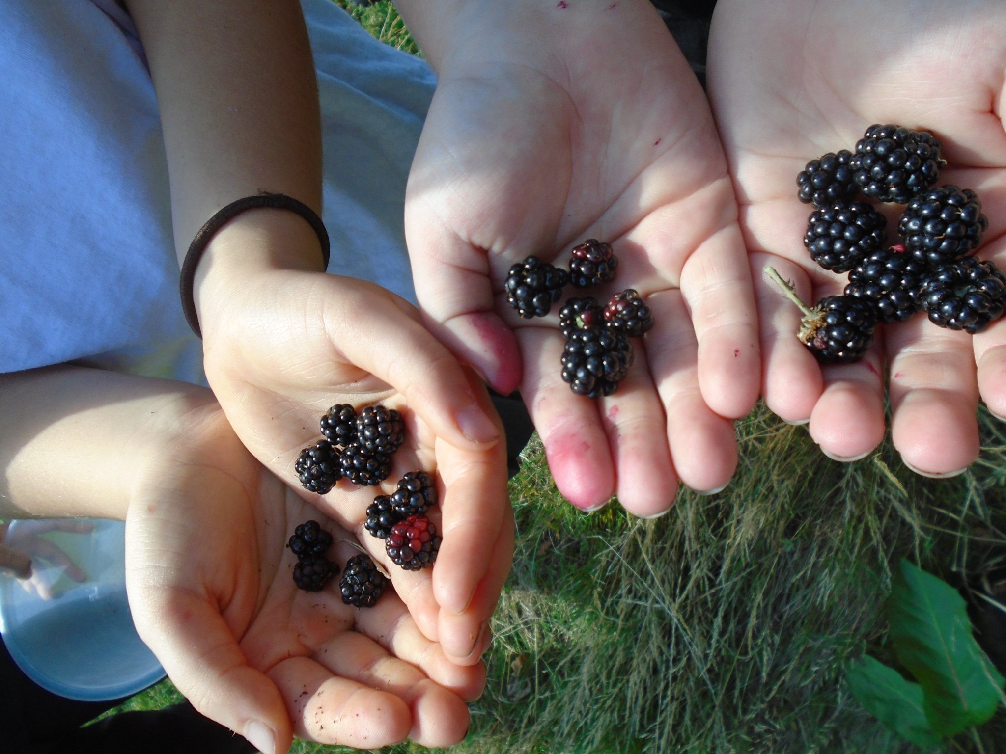 Greenway PS on Twitter "Year 3 had a busy afternoon picking