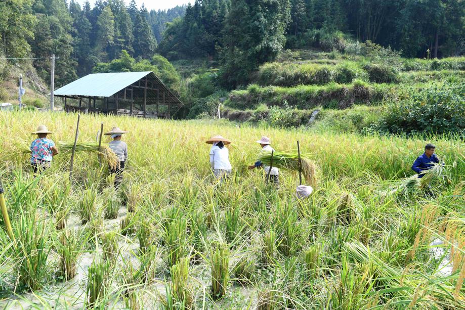 China Daily on Twitter: