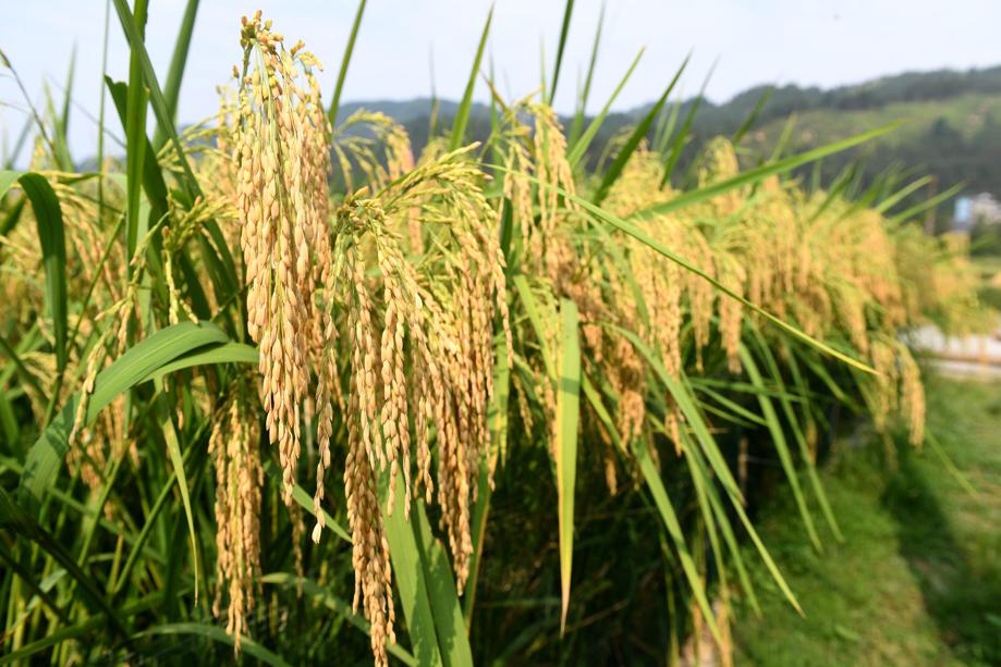 China Daily on Twitter: