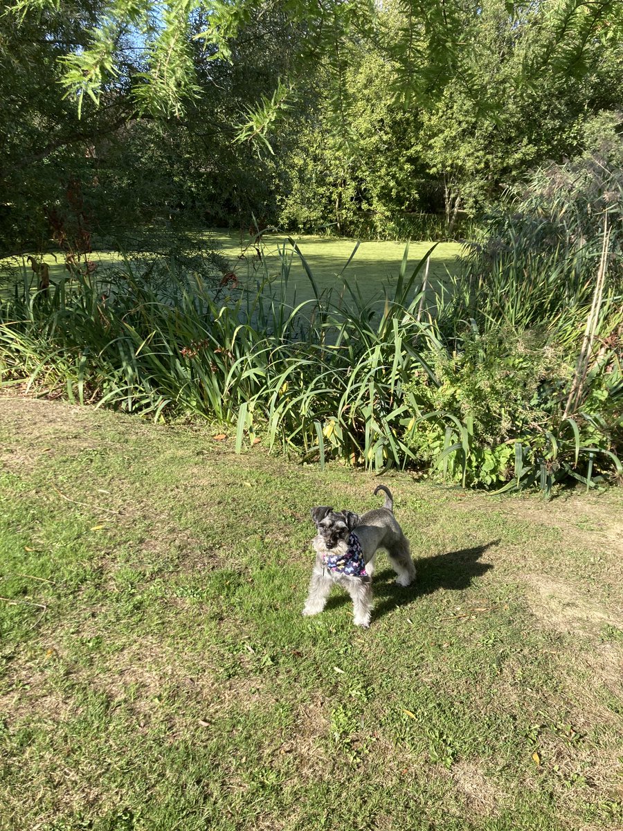 ❤️Dottie Kibblepants💗 tweet media