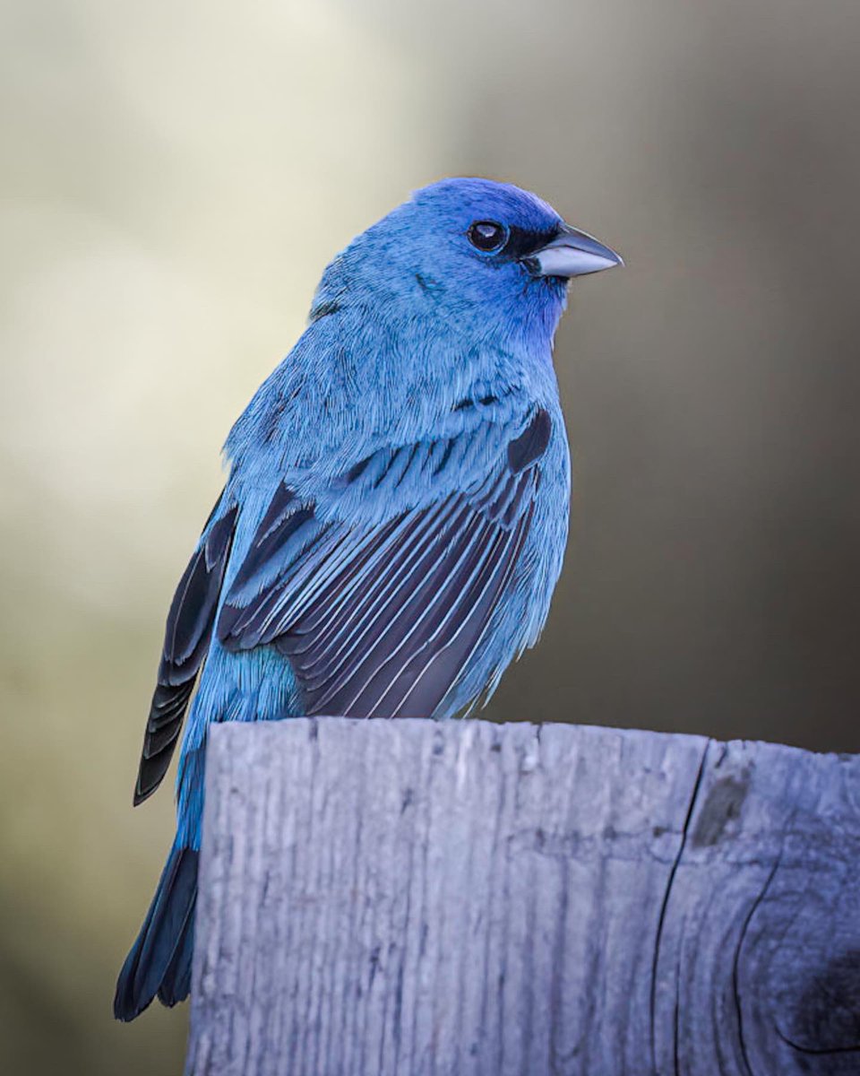FlyMikulich's tweet photo. Travel and work have prevented me from taking new images in recent months. In the meantime, here are a couple recent edits of an Indigo Bunting from this summer. Images taken at my cousin's property in East Jordan, Michigan. 

#birds
#outdoorphotography
#wildlifephotography https://t.co/MKhGAEgXEm