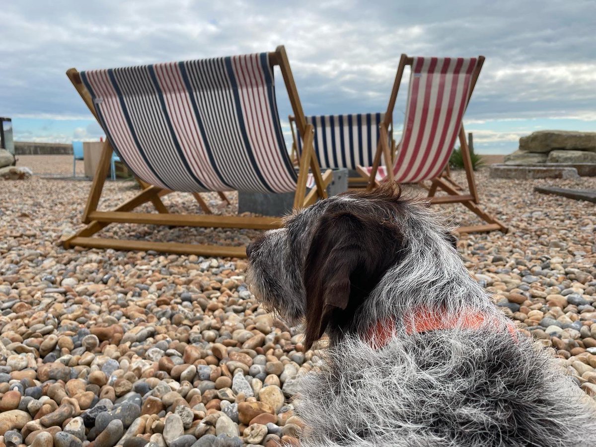 HayhurstBoo's tweet photo. Went round the coast a bit to #folkestone #folkestoneharbour #anthonygormley #newbeach #newsmells #adventure #outdoors #beach #dog #dogsofinstagram #deckchair #beachlife #beachbum #love #vitaminsea #dogsoftwitter https://t.co/DZJAjJPJ2G