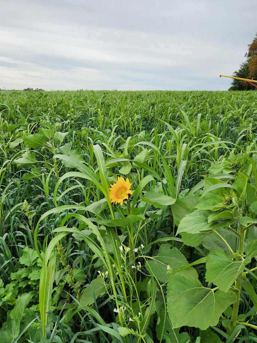 LarryCowing's tweet image. first flower