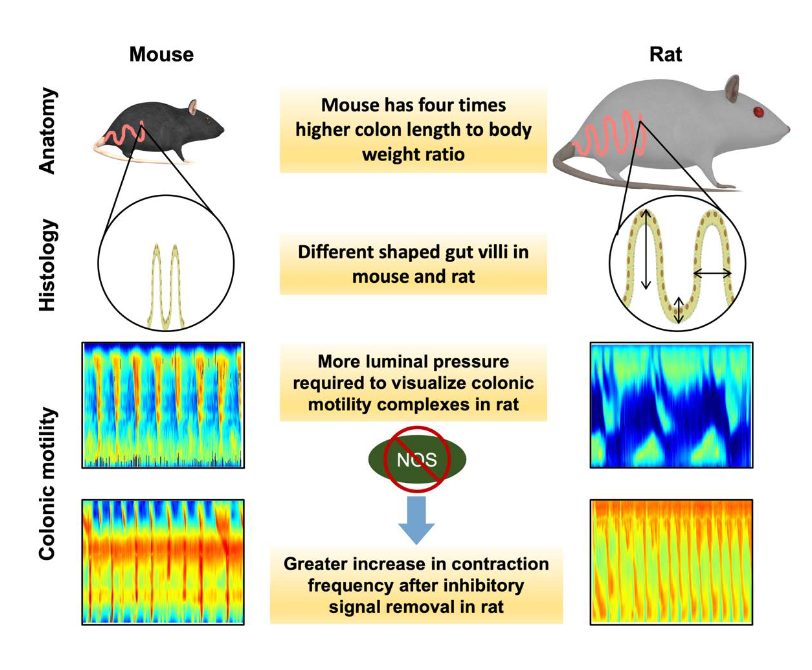 APSPublications's tweet photo. Examining enteric nervous system function in rat and mouse - an inter-species comparison of gastrointestinal motility - new research from @Eli_melb in @ajpgi 

https://t.co/dZ9MXUe9NS

#nitricoxide #articlesinpress https://t.co/Gh2PHx1Dy1