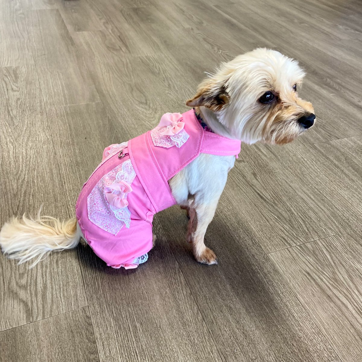 kelseycanine's tweet photo. This is Bella. She was born for the runway. Don’t just stand there, let’s get to it. Strike a pose, there’s nothing to it. #dogsoftwitter https://t.co/9TsHui7rjR