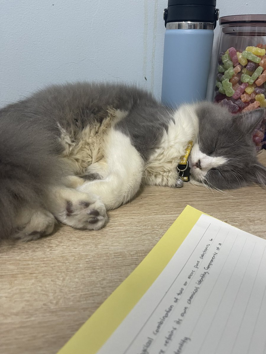 liliyllanotes's tweet photo. there he goes again #studytwtpets https://t.co/C8v0YZ7EEM