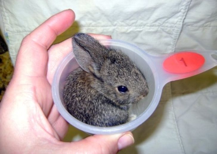 RabbitEveryHour's tweet photo. https://t.co/gIGwHiPzoz