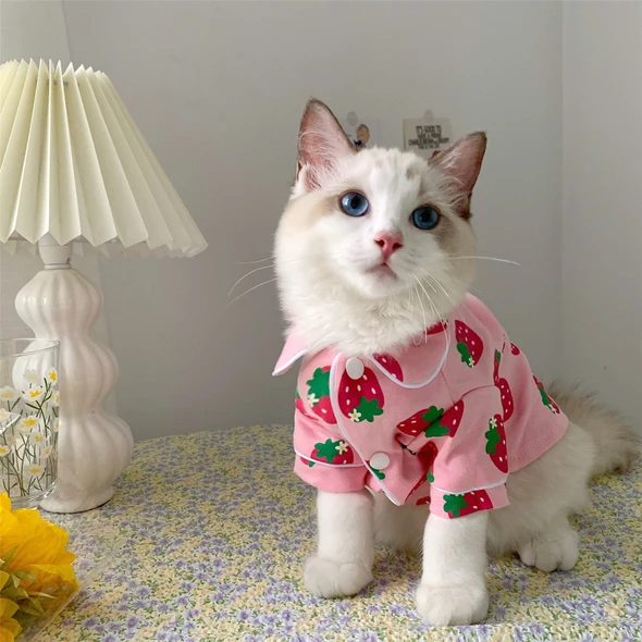 nehanatasha90's tweet photo. HeyBuddy.......
#catslove #kittymeow #kittendaily #loveanimals #petinstagram #cutecatsblog #animalslove #catsphoto #kittenworld #petslife #catsforlife #kittenofinstgram #meowmy #meowth #kittencat https://t.co/QuBY0nOrOu