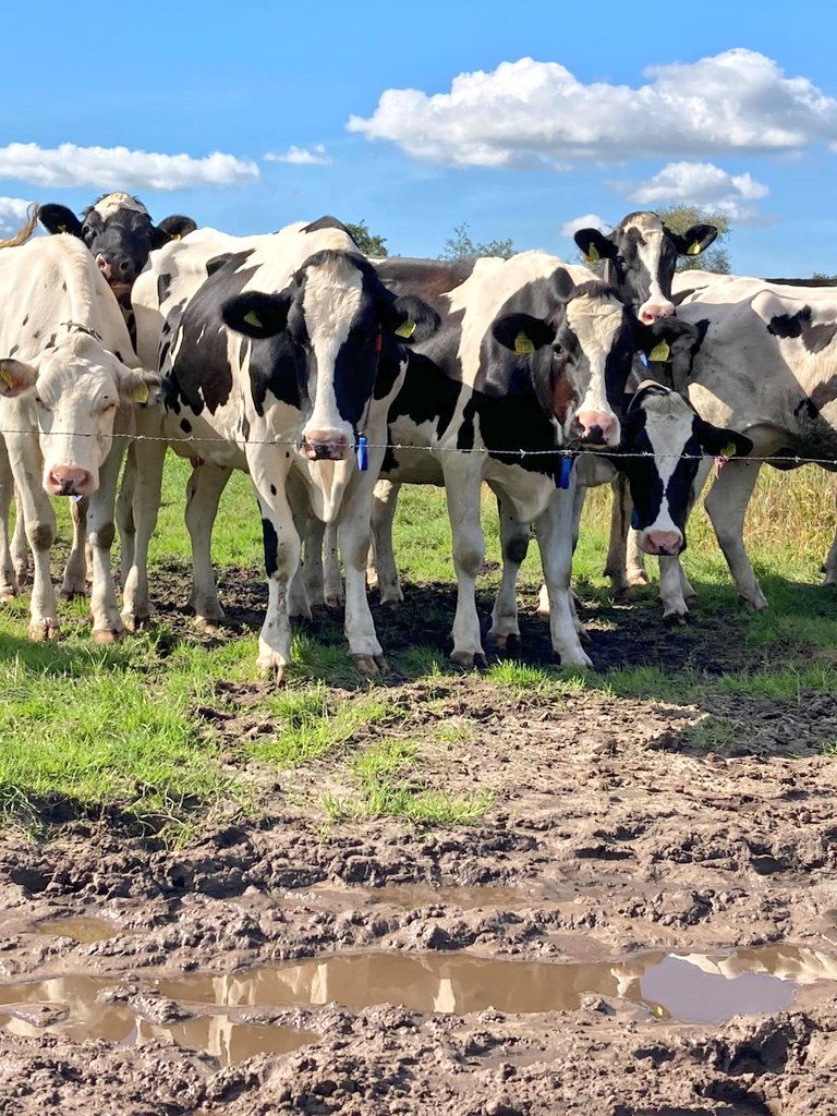 ENRD_CP's tweet photo. 🐦At the association ‘Noordelijke Friese Wouden’, dairy farmers and private individuals work together to preserve the special landscape and 
farmland birds

Farmers showed how they earn income from nature-inclusive agriculture👩‍🌾

Follow for more https://t.co/VK74JJF3ix https://t.co/WbKDkTWIeL