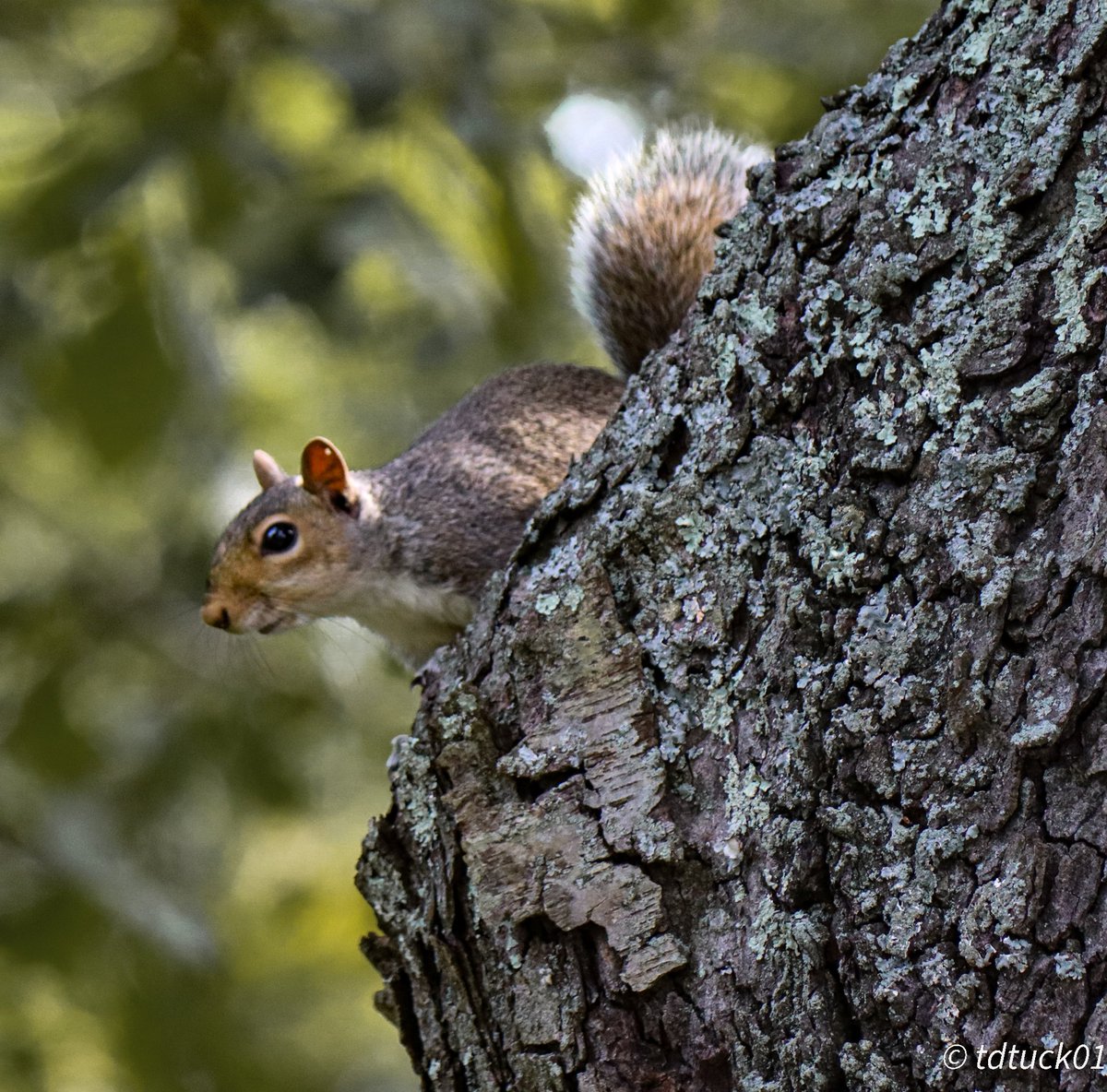 Tdtuck's tweet photo. Squirrel contemplating his next smooth at Brandywine Springs Park #nature #Squirrel #NaturePhotography #Delaware #newcastlecountyde #inthought #treetrunk https://t.co/pWP6OVkeUS