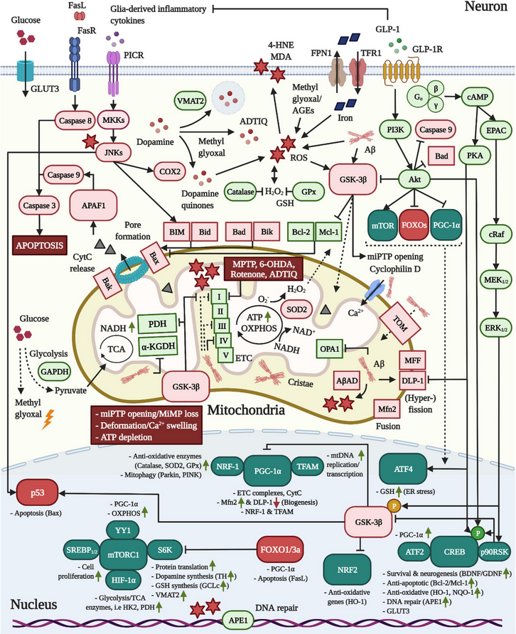 ScienceofPD's tweet photo. The definitive guide to current research on the neuroprotective effects of glucagon-like peptide 1 (GLP-1) in #Alzheimers &amp; #Parkinsons; "Novel dual agonists have been developed to cross the BBB at an enhanced rate, showing superior effects"
https://t.co/ne0cEsgdCv https://t.co/bNJNvHH1yL