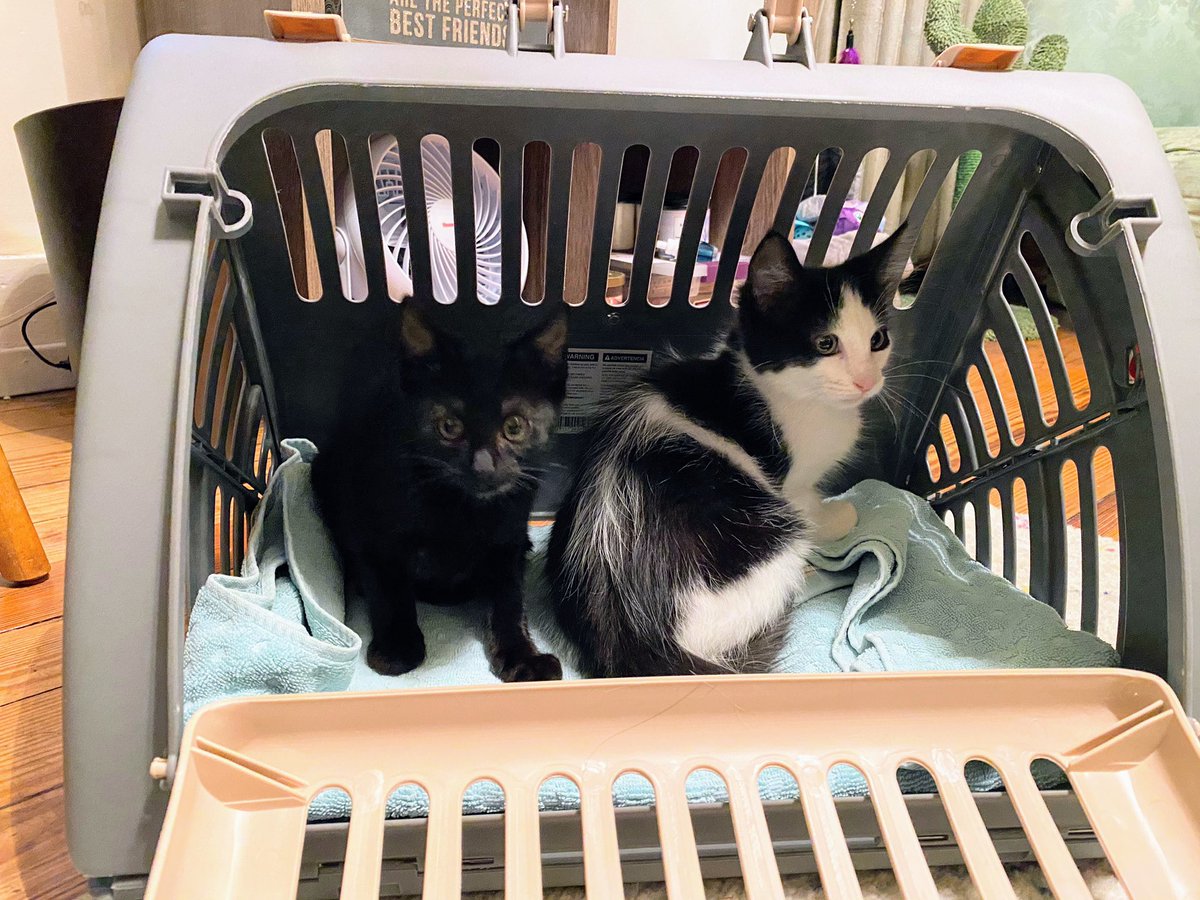 knburchard's tweet photo. 2 years ago today I brought home my little monsters 🥹💕 https://t.co/qOVa80URqs