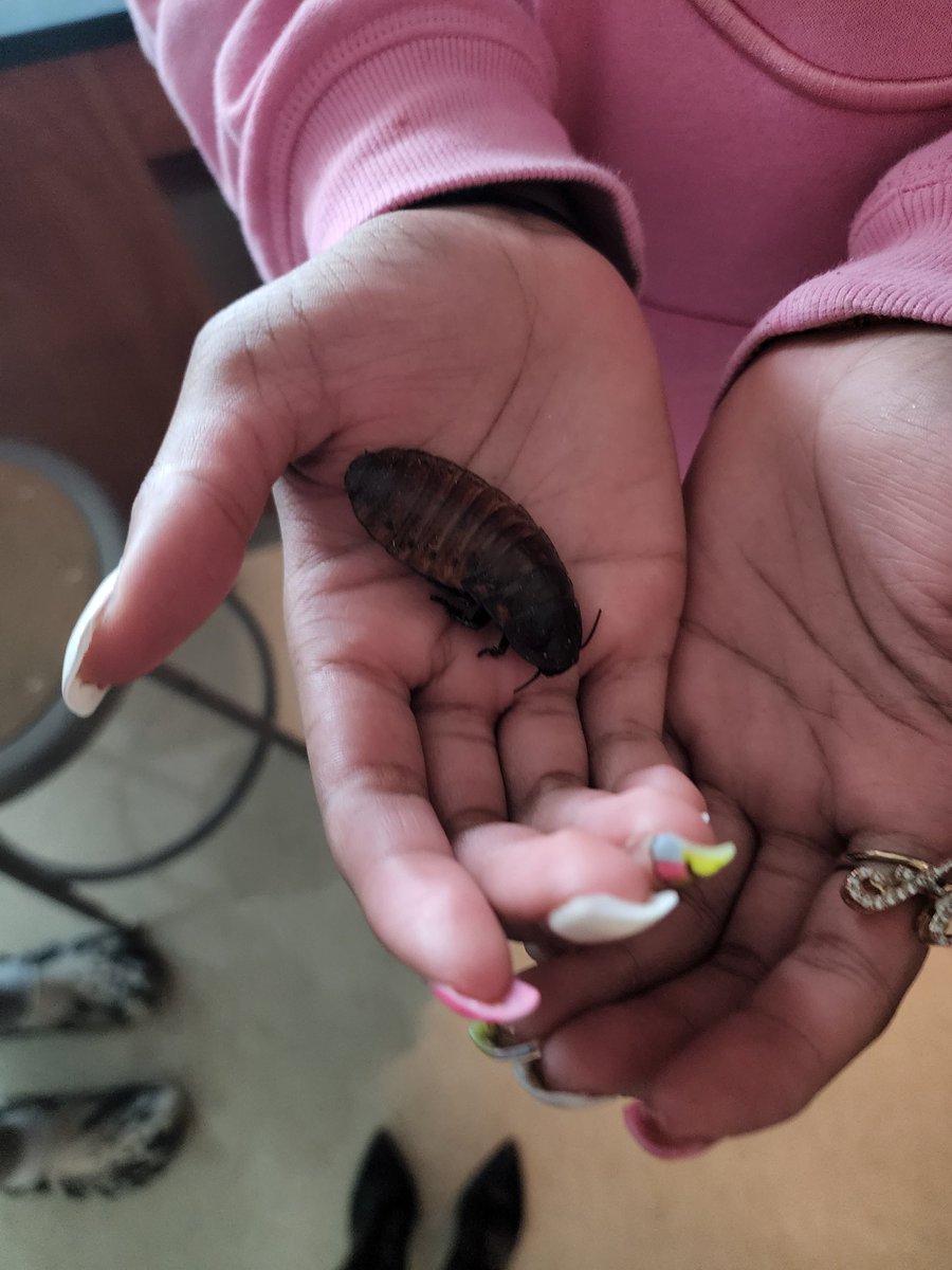 MsWoolson's tweet photo. What's been happening in Science so far this year? Take a look! 
S's enjoyed observing and petting some Madagascar hissing cockroaches, while welcoming them back to the Lake! #livingthings #dontbeafraid #Entomology @hcpss_wlms @HCPSS @mjmsuper https://t.co/o3BjTWdEok