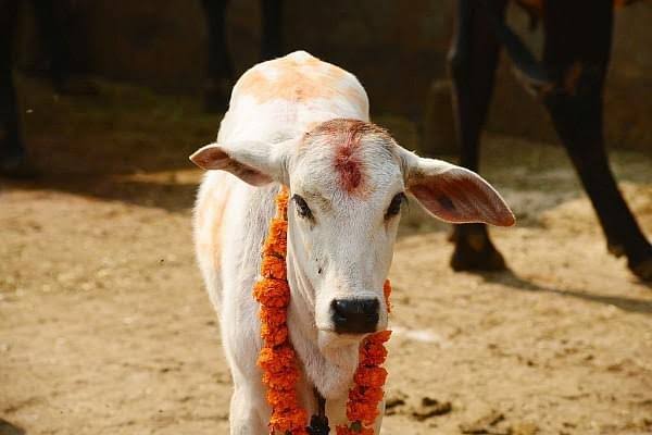 R_Pathak_Ji's tweet photo. घास-फूस खाकर बदले में दूध हमे देती है,
करती है उपकार, न कुछ हमसे लेती है.
#SaveCows Gau mata 🙏#SavecowSaveIndia
I request @PMOIndia @AmitShahOffice   please take some action to save our Mata https://t.co/z67jepsnb0