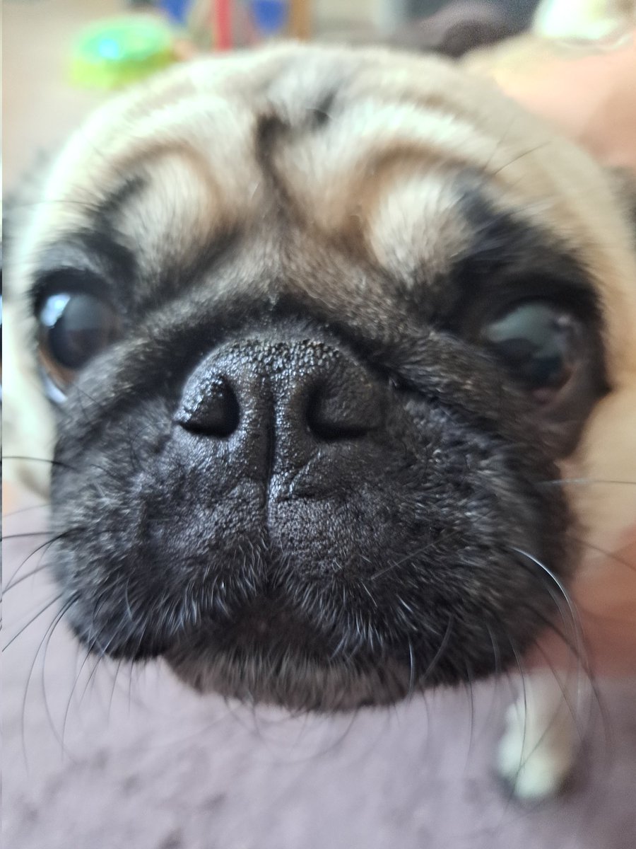 justme_tracey's tweet photo. #BoopMe #DogsOnTwitter It's me Skylar! 🥰🐾😘😃🐕💕 https://t.co/cWnriJiLLI
