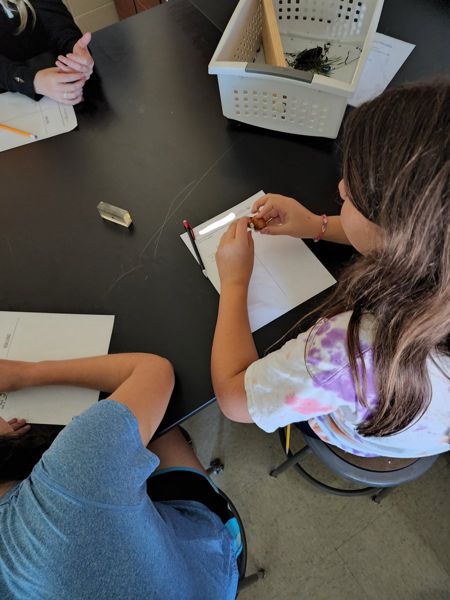 MsWoolson's tweet photo. 7th Grade has been engaging in discourse and investigation in order to characterize living things! #middleschool #lifescience #discourse #handson @hcpss_wlms @hcpss https://t.co/42dLH8LeUN