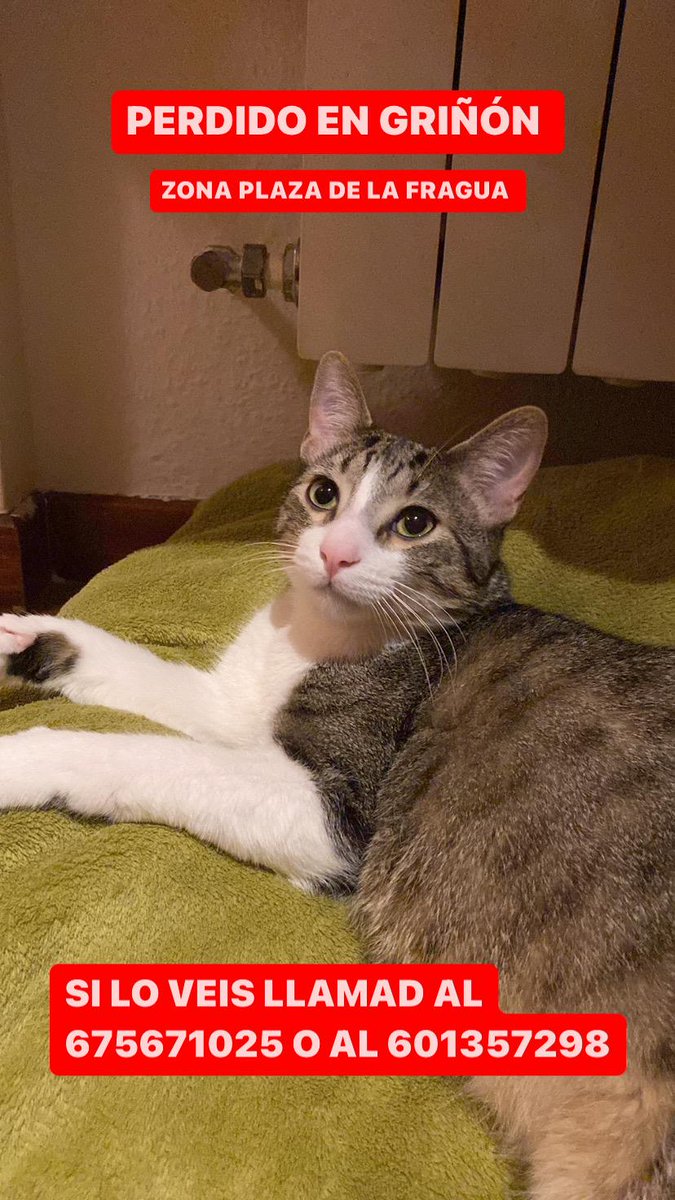 elenavilleen's tweet photo. SE HA PERDIDO EL GATO DE @aaleeexitto EN GRIÑÓN SI LO VEIS AVISAD A ALGUNO DE LOS TELÉFONOS DE LA FOTO, SE LLAMA TOM, SE AGRADECE DIFUSIÓN https://t.co/FjzKLqqoBW