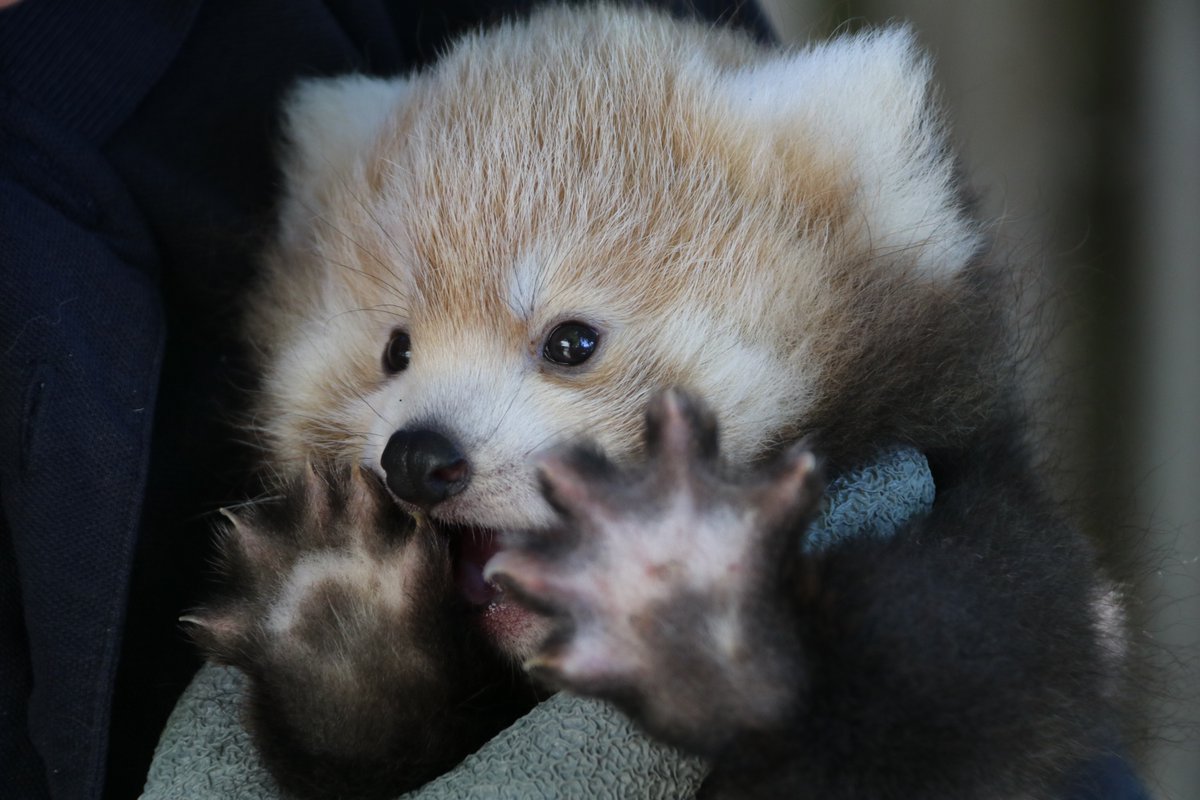 Longleat's tweet photo. Baby red panda feeties. You're welcome! 🥰 https://t.co/vSidD2cqKS