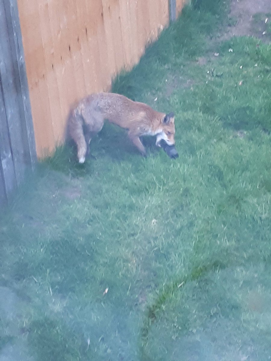 Here he is. Fox with "his" Kong