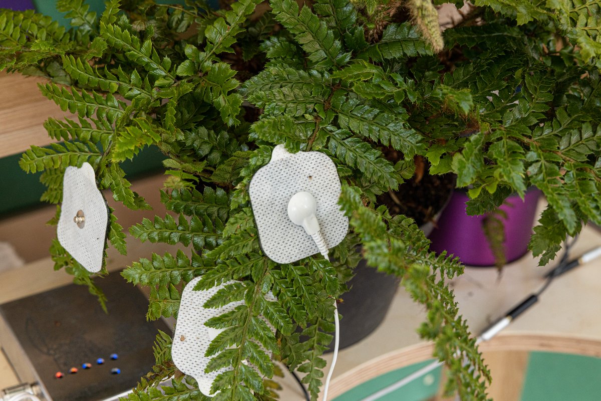 touchbasepears's tweet image. Did you know that plants can sing? 🌿

Come and join us @NTCroome to explore our @internalgarden1, listen to plants and feel their vibrations through @SUBPAC technology. 

We'll be there this Saturday and Sunday from 11am until 4pm. 

Find out more: bit.ly/3epDXCO